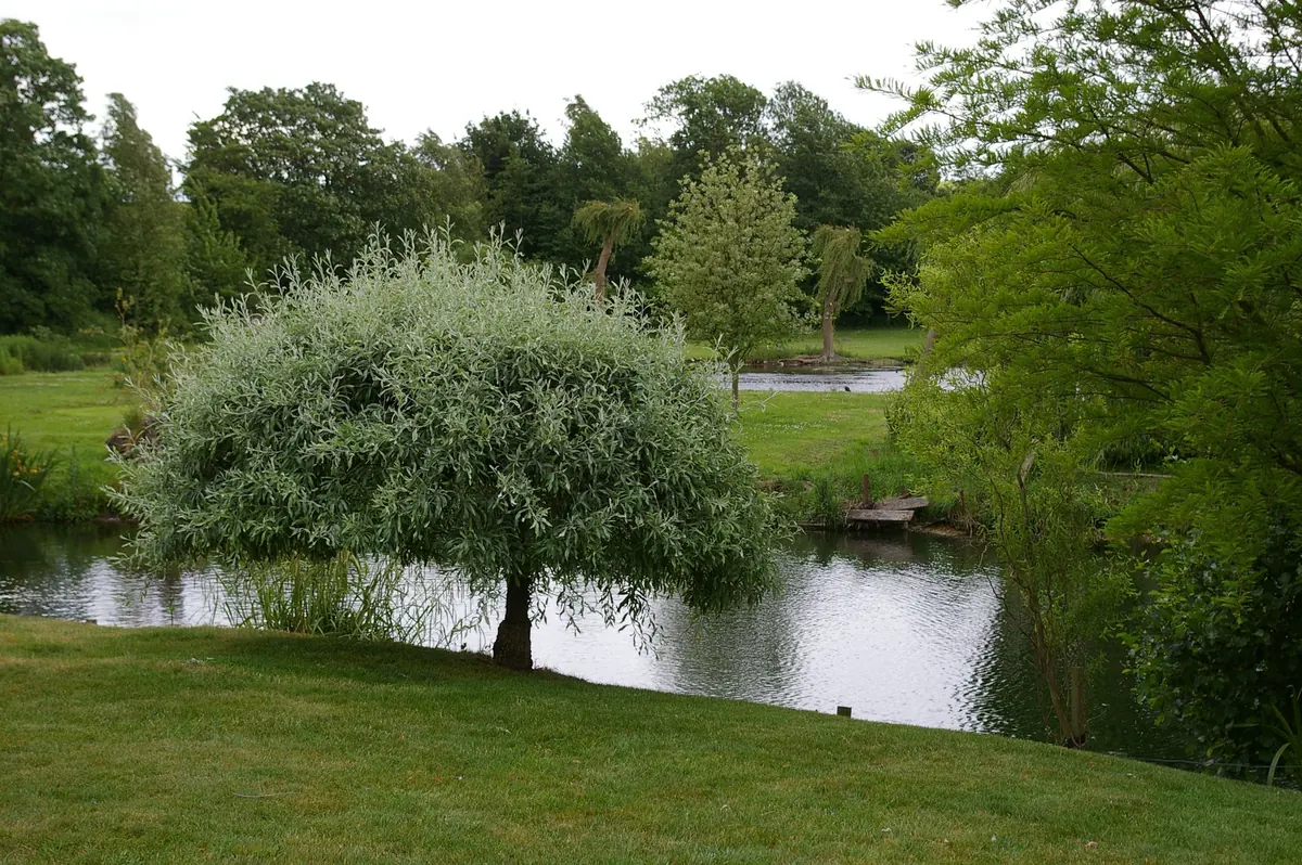8 Compact Willow Species for Small UK Gardens