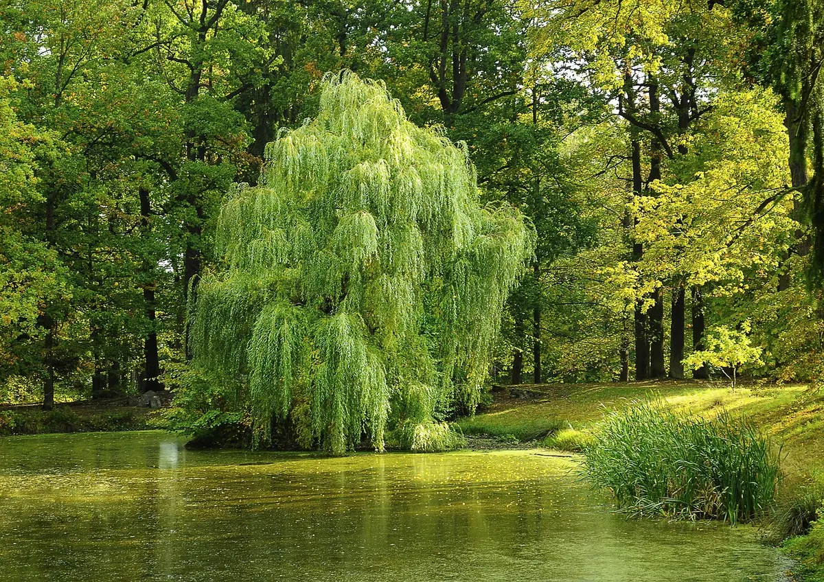 Best Willow Species for Boggy Soil and Wet Gardens
