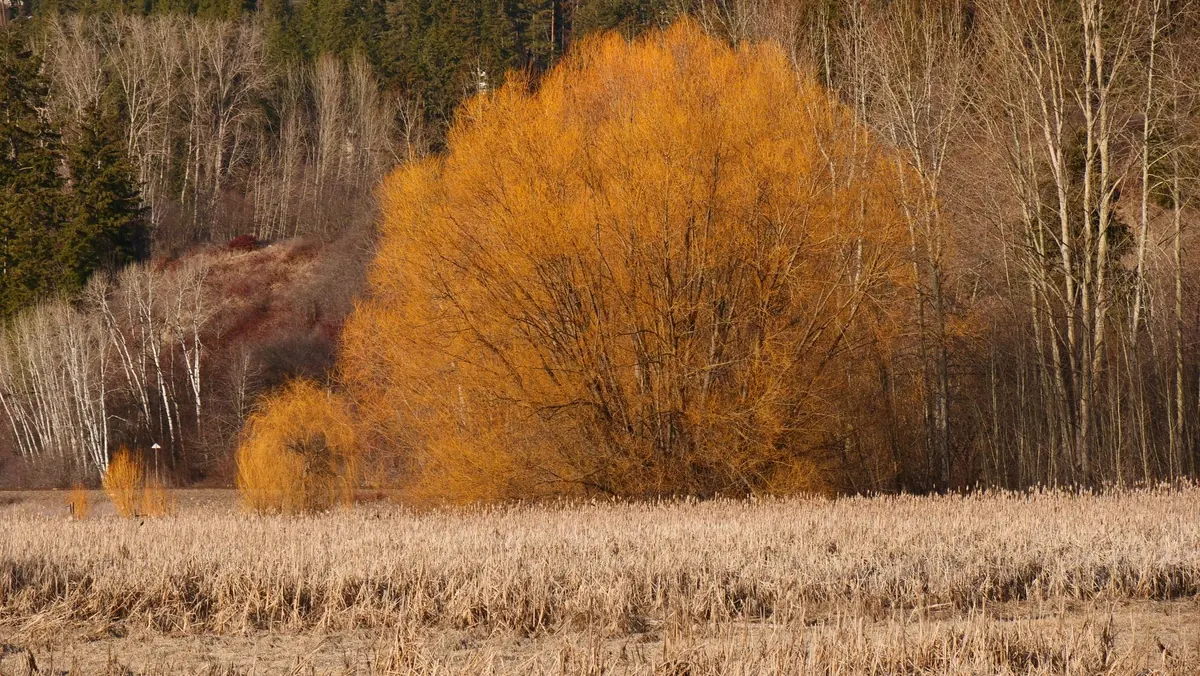 Coppicing vs Pollarding Willow: Which Method Is Right?