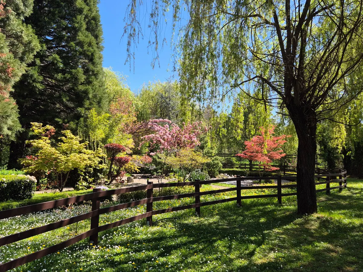 Living Willow Fence: How to Plant and Maintain a Hedged Screen