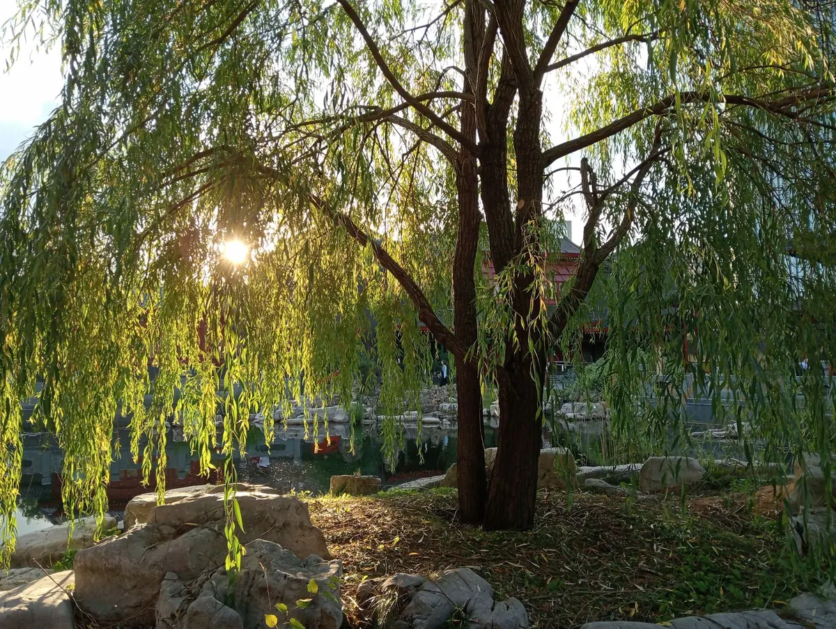 Willow Pests and Diseases: A UK Identification Checklist