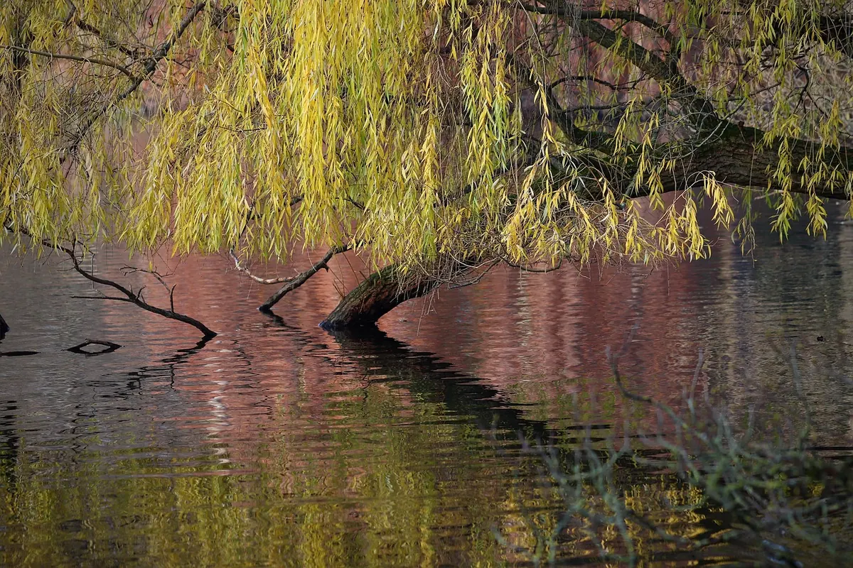 Willow Watering Guide: How Much and How Often in Dry Weather