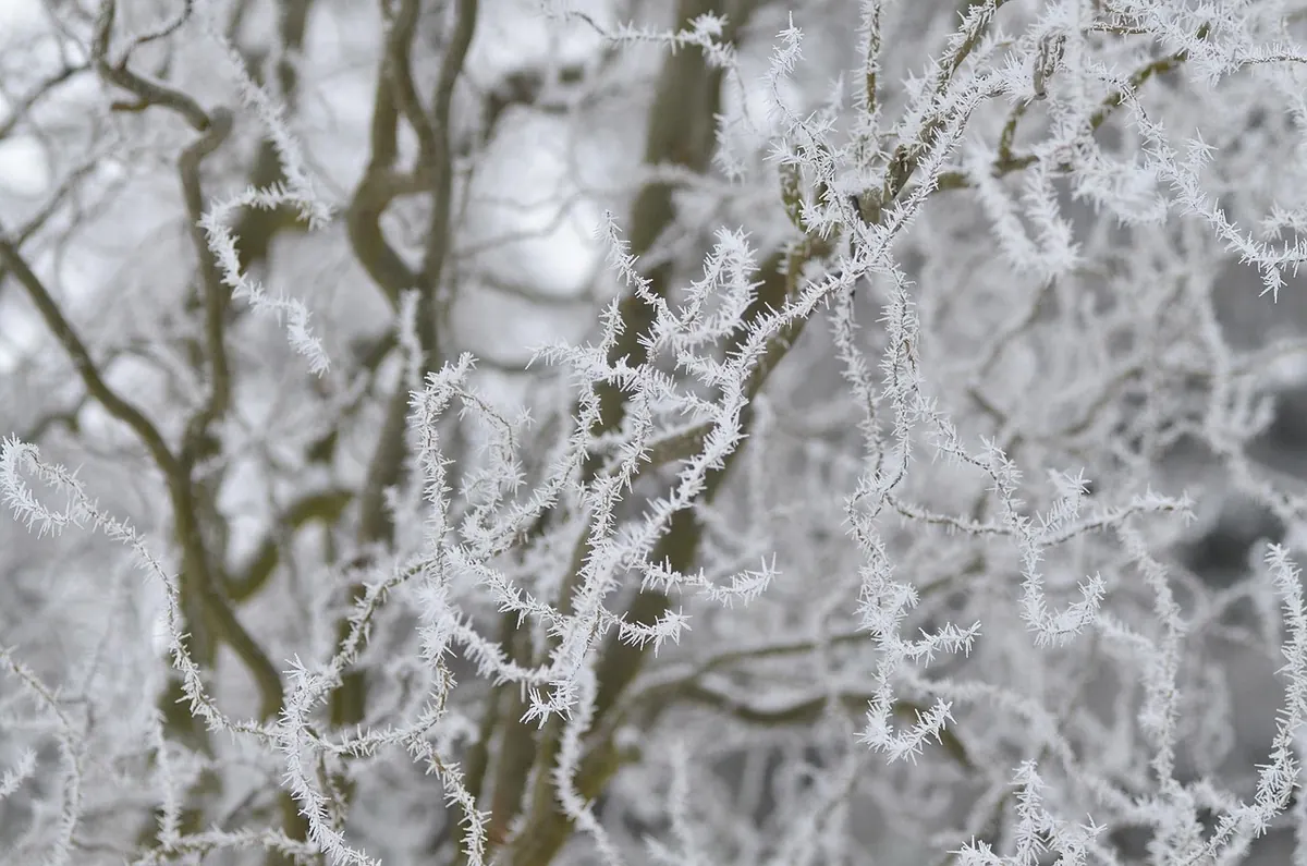 Willow Winter Care: A Seasonal Checklist for Frost and Wind